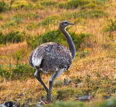 Image of rheas