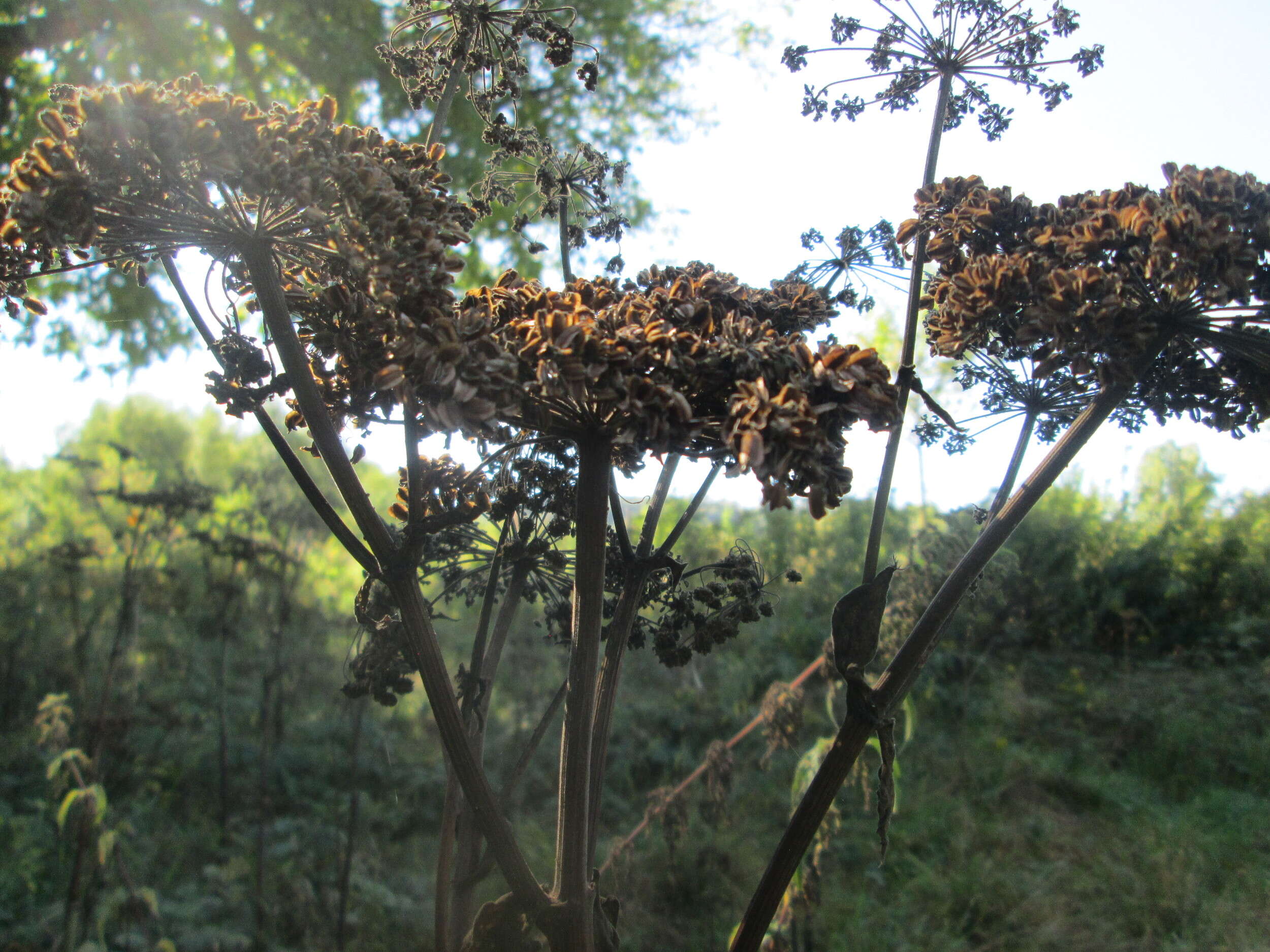 Image of wild angelica