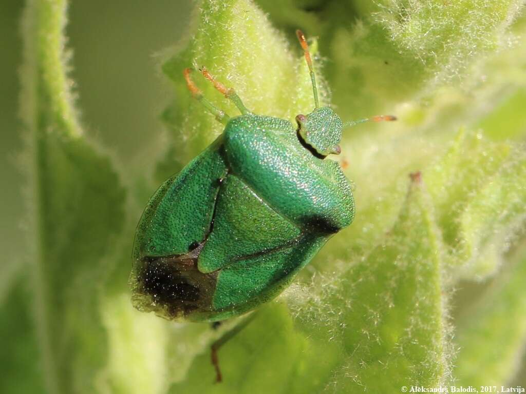 Image of <i>Palomena viridissima</i>