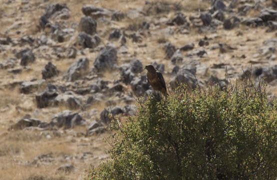 Image of Common Buzzard