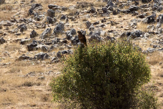 Image of Common Buzzard