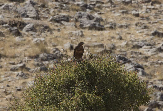 Image of Common Buzzard