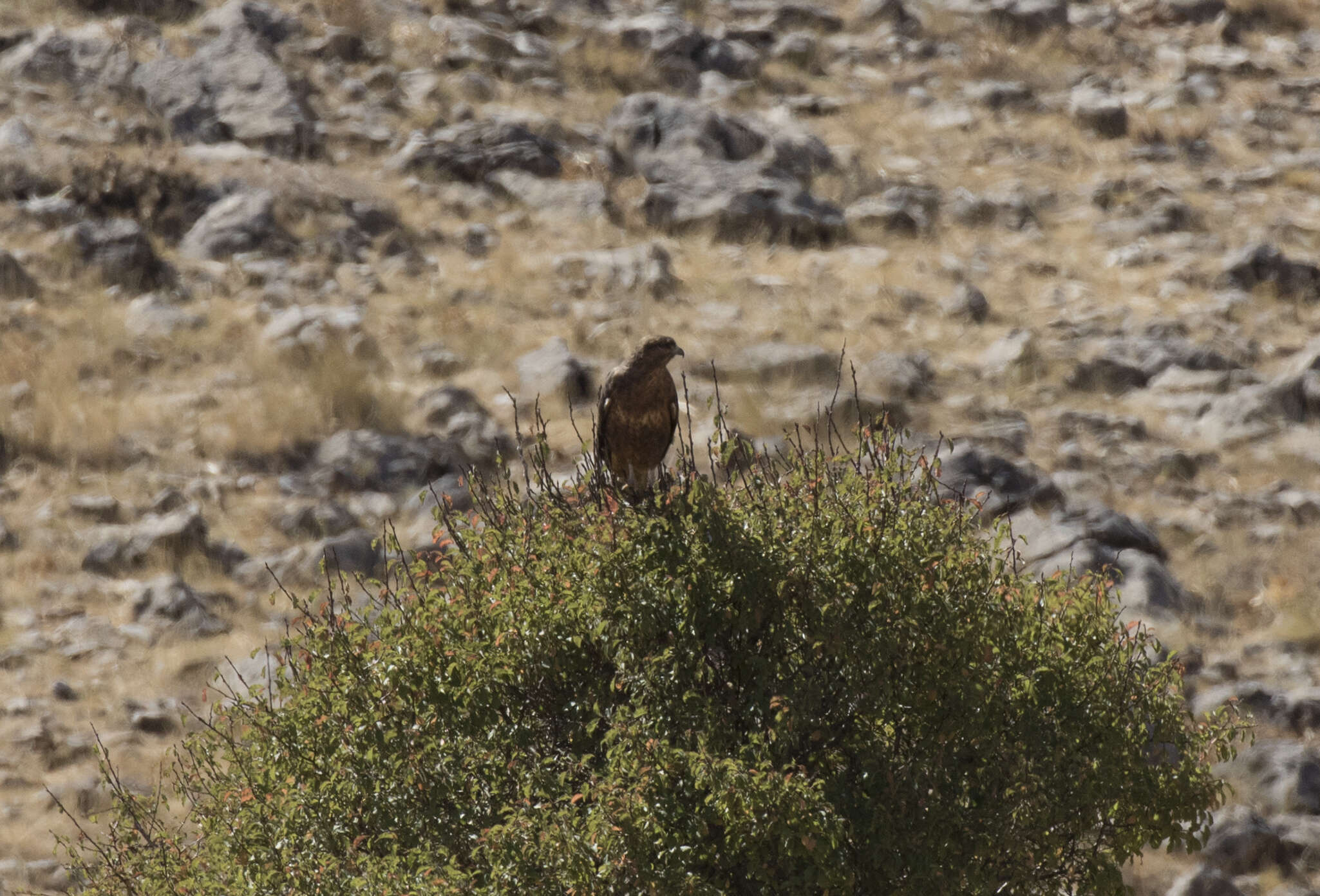 Image of Common Buzzard