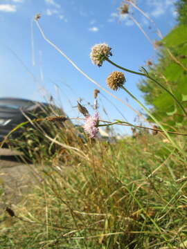 Слика од Knautia arvensis (L.) Coulter