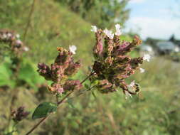 Image of oregano