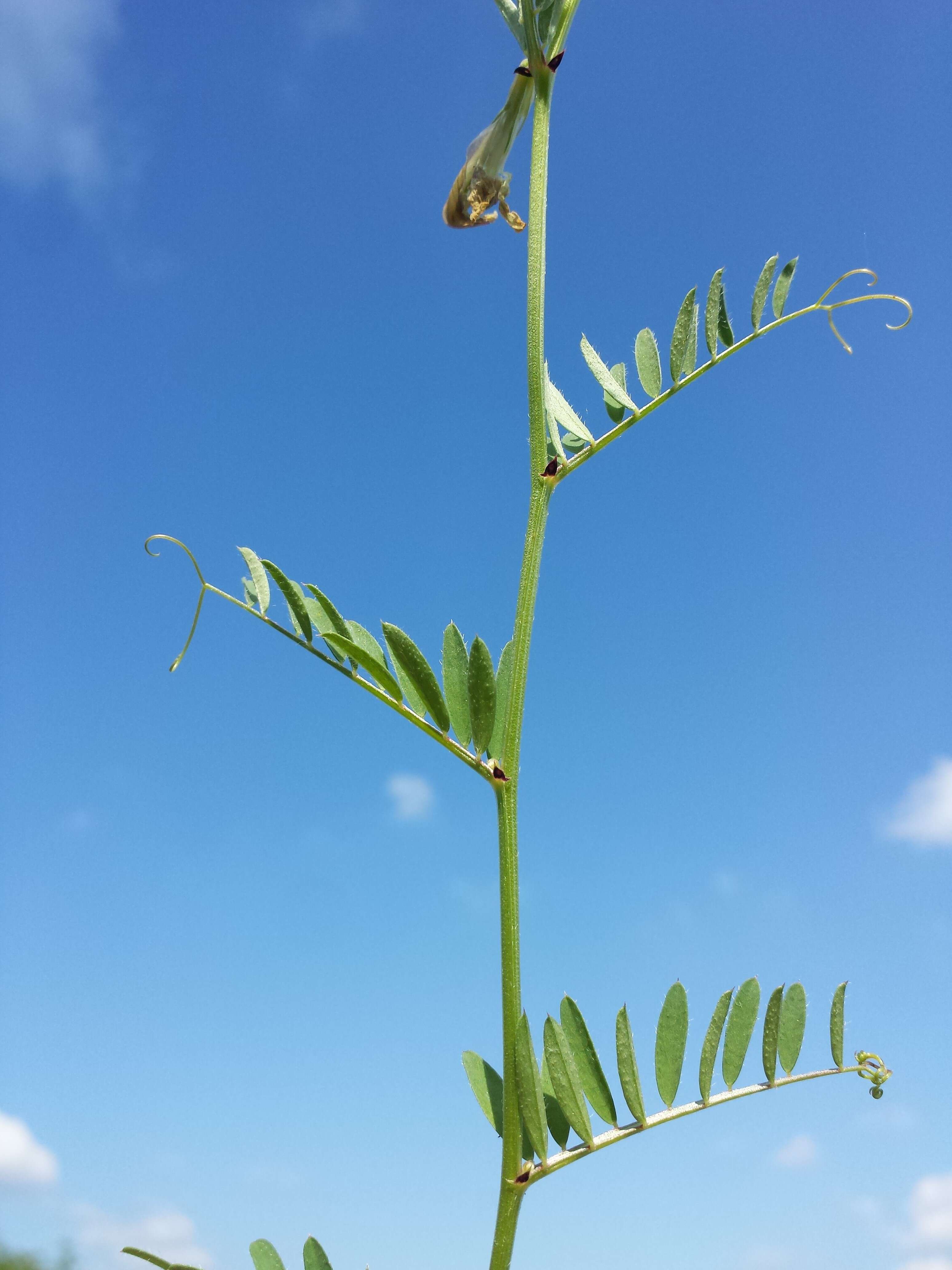 Image of smooth yellow vetch