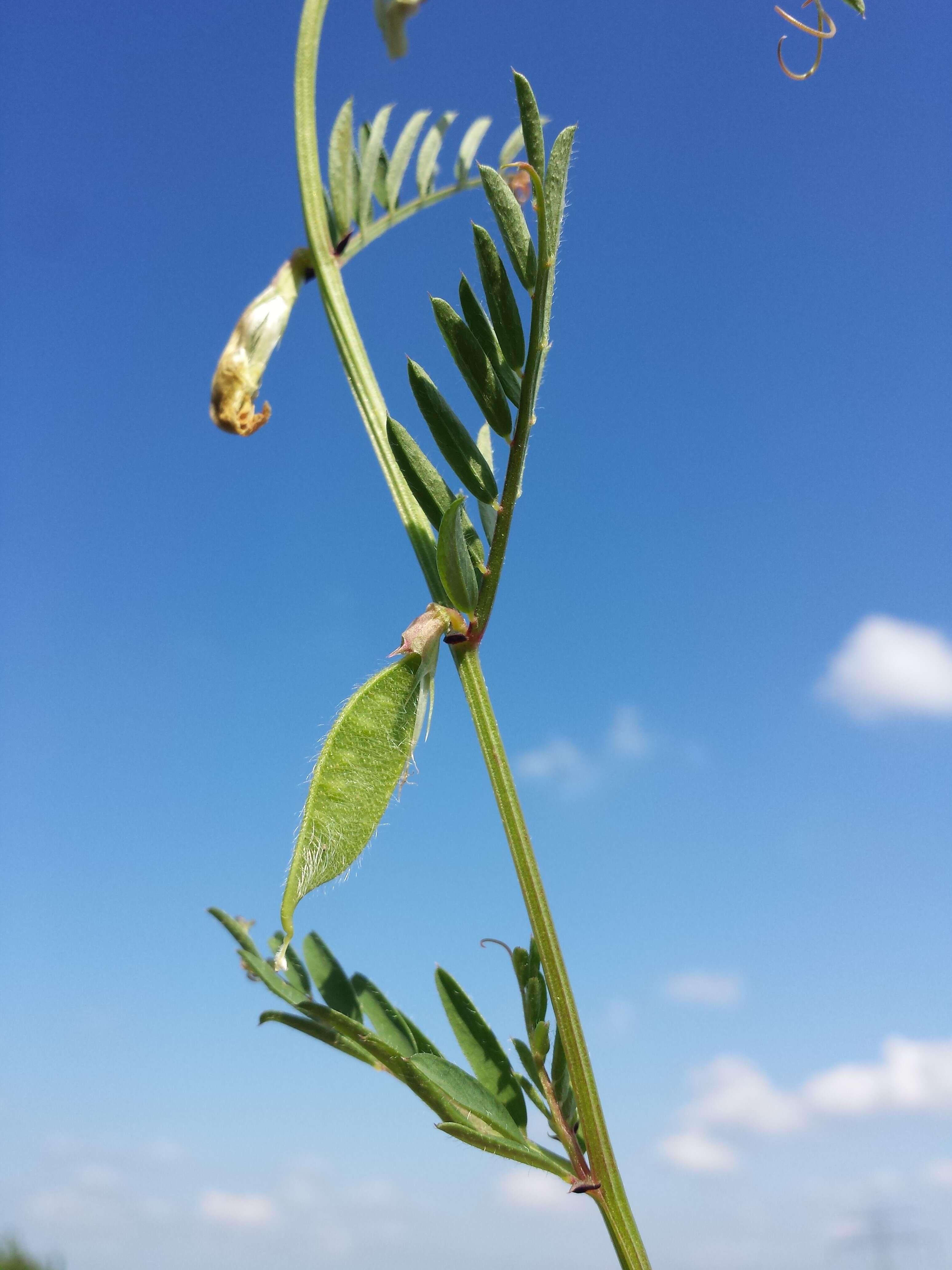 Image of smooth yellow vetch