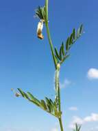 Image of smooth yellow vetch