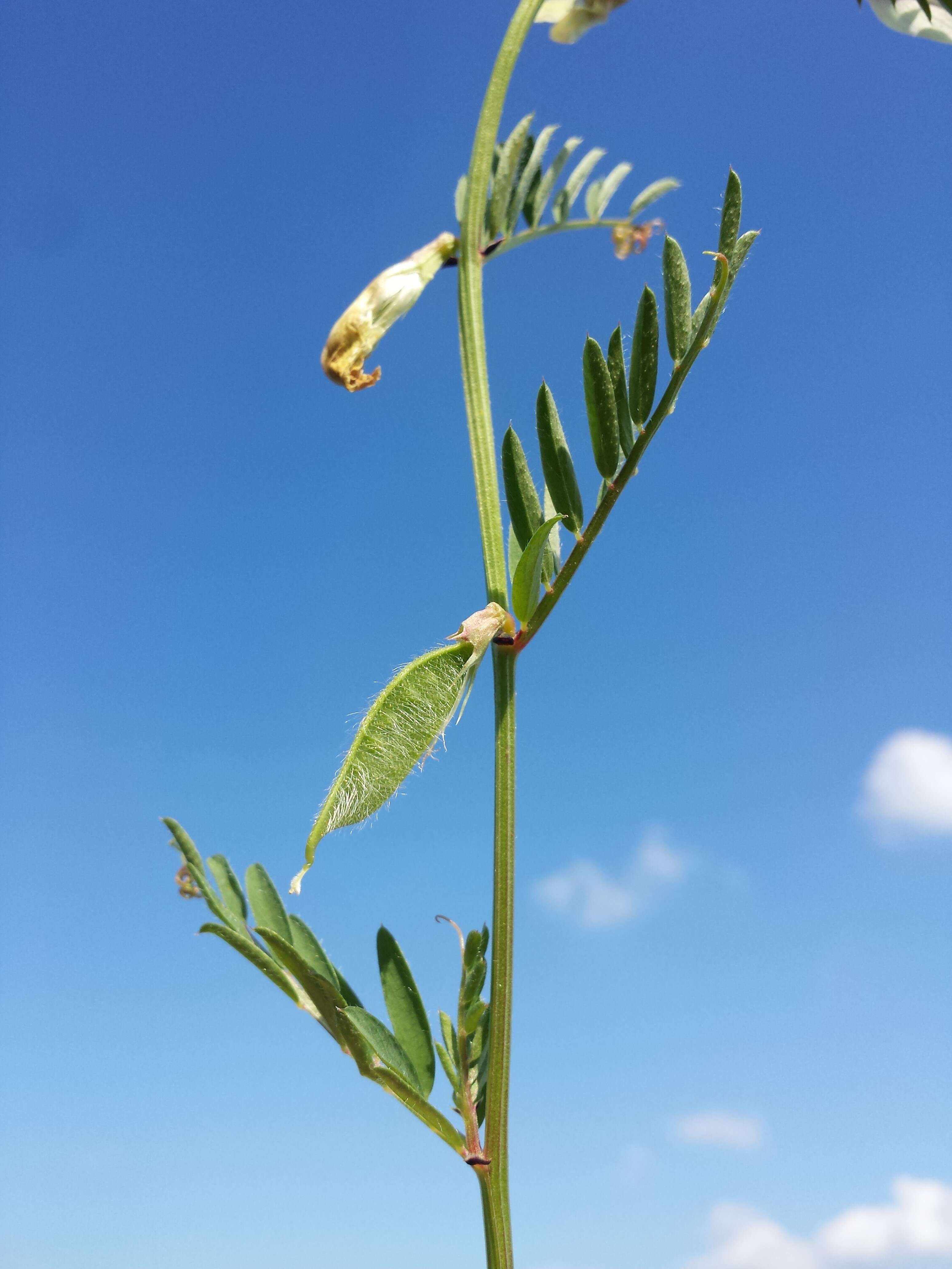 Image of smooth yellow vetch