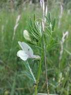 Image of smooth yellow vetch