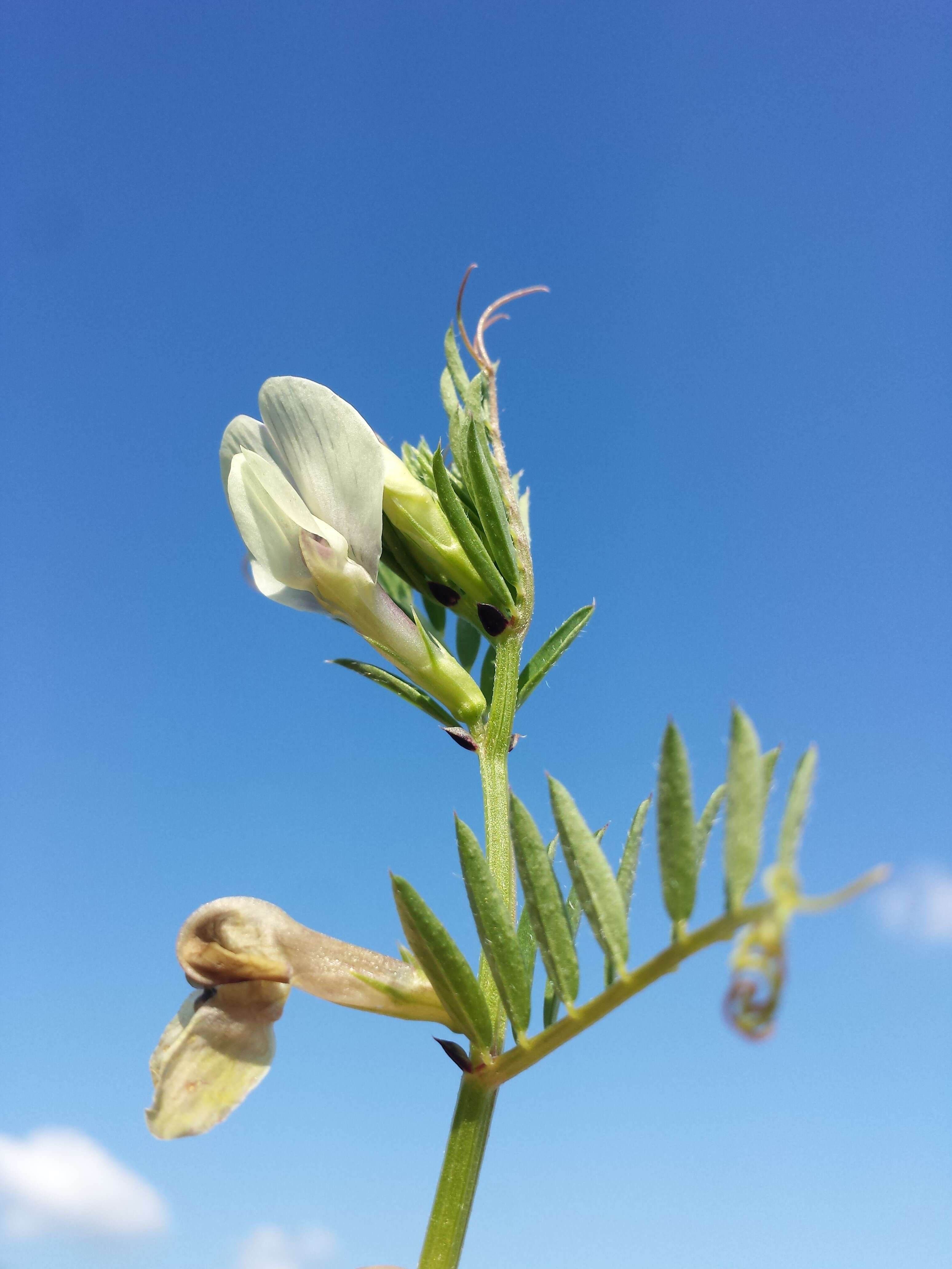 Image of smooth yellow vetch