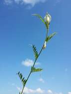 Image of smooth yellow vetch