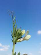 Image of smooth yellow vetch