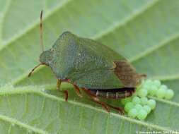 Image of Green shield bug