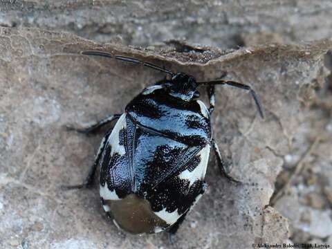 Image of Tritomegas bicolor