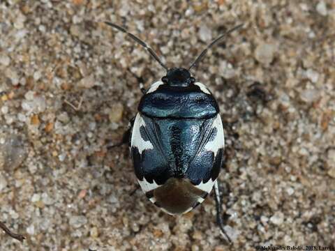 Image of Tritomegas bicolor