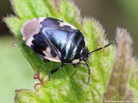 Image of Tritomegas bicolor