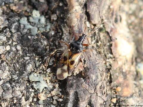 Image of Common flowerbug