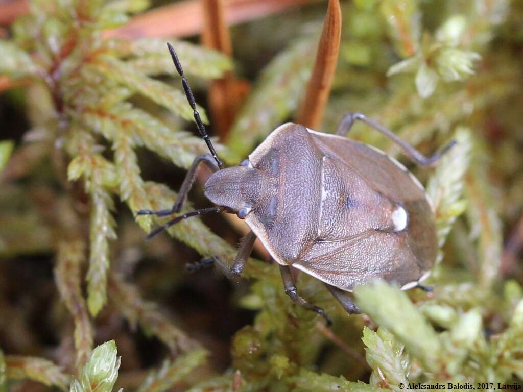 صورة <i>Chlorochroa pinicola</i>