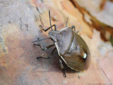 Image of <i>Chlorochroa pinicola</i>