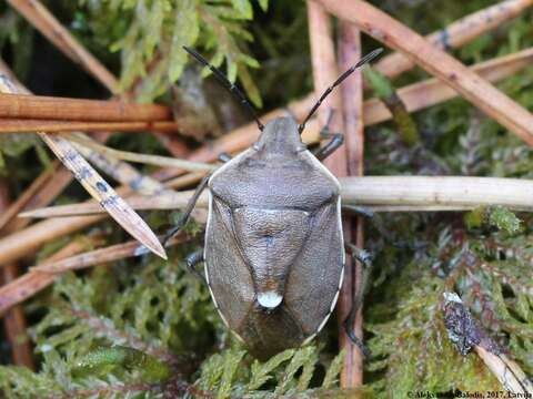 Image of <i>Chlorochroa pinicola</i>