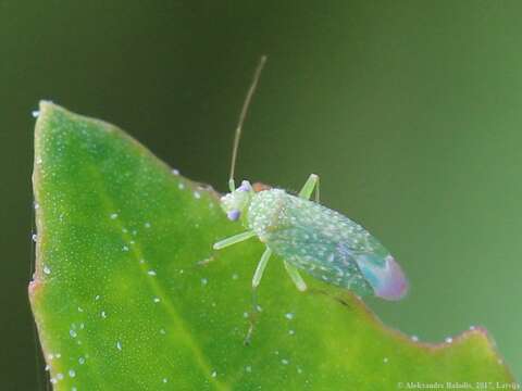 Image of Orthotylus flavosparsus (C. Sahlberg 1841)