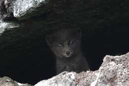 Image of Arctic Fox