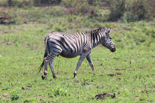 Image of Burchell's zebra