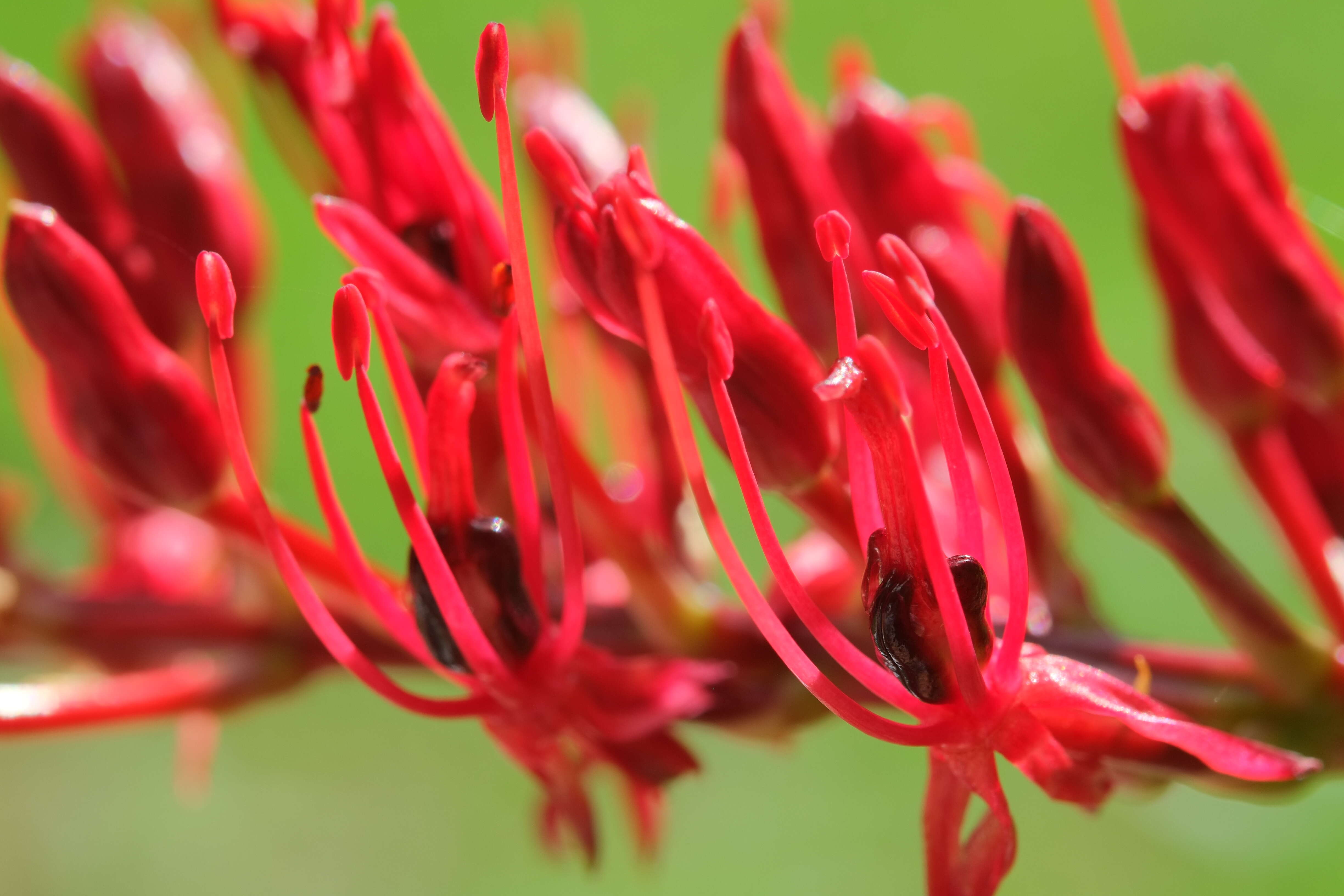 Image of Xeronemataceae