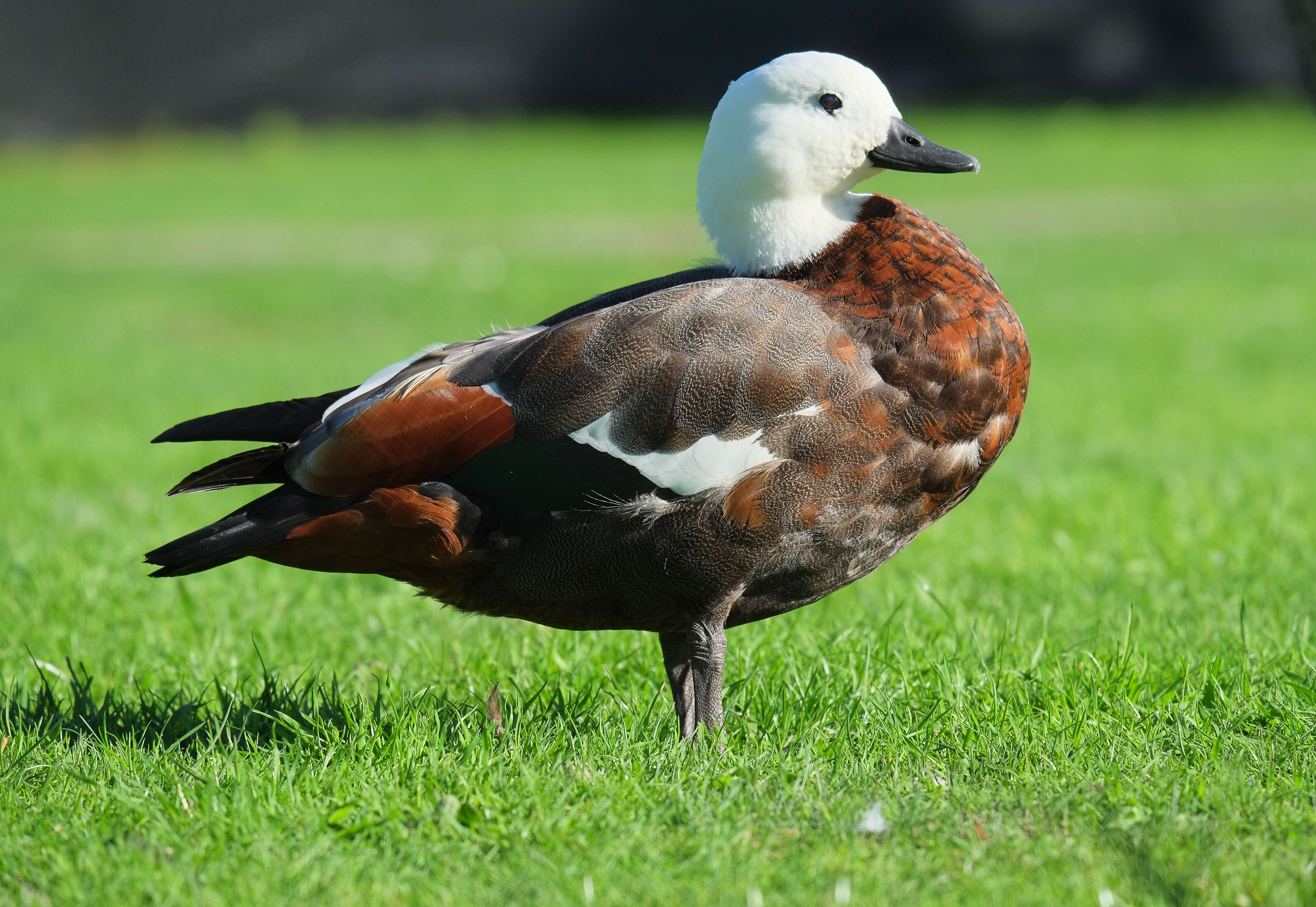 Image of Paradise Shelduck