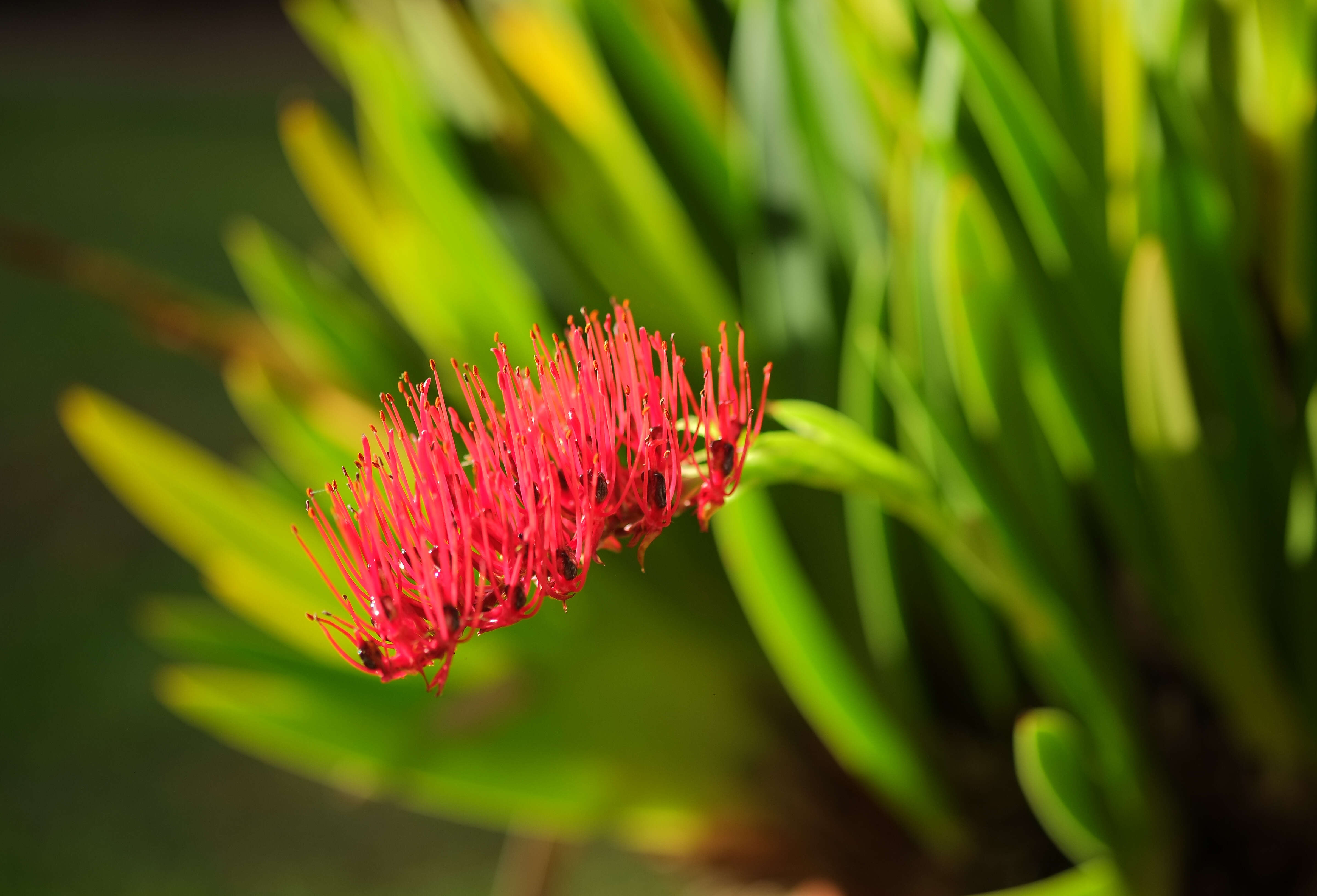 Image de Xeronemataceae