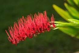 Image of Xeronemataceae