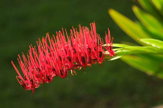 Image de Xeronemataceae