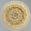 Sivun Streptomyces kuva