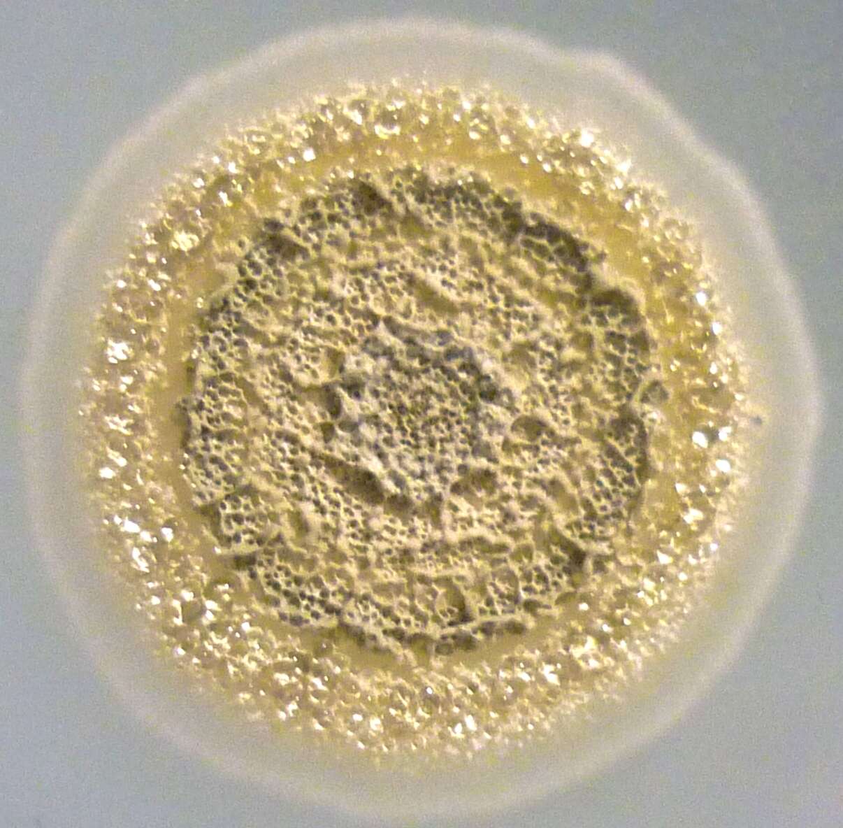 Streptomycetales resmi