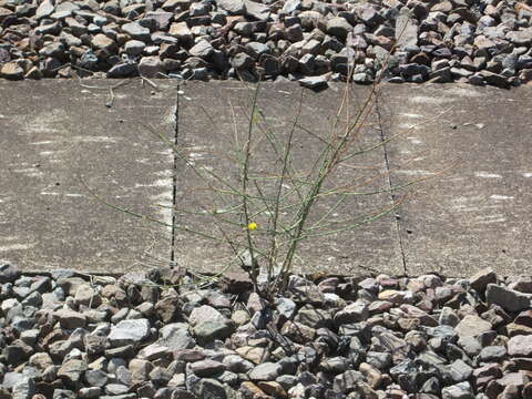 Imagem de Chondrilla juncea L.