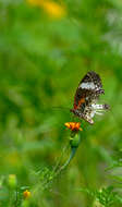 Image of Cethosia cyane Drury 1770