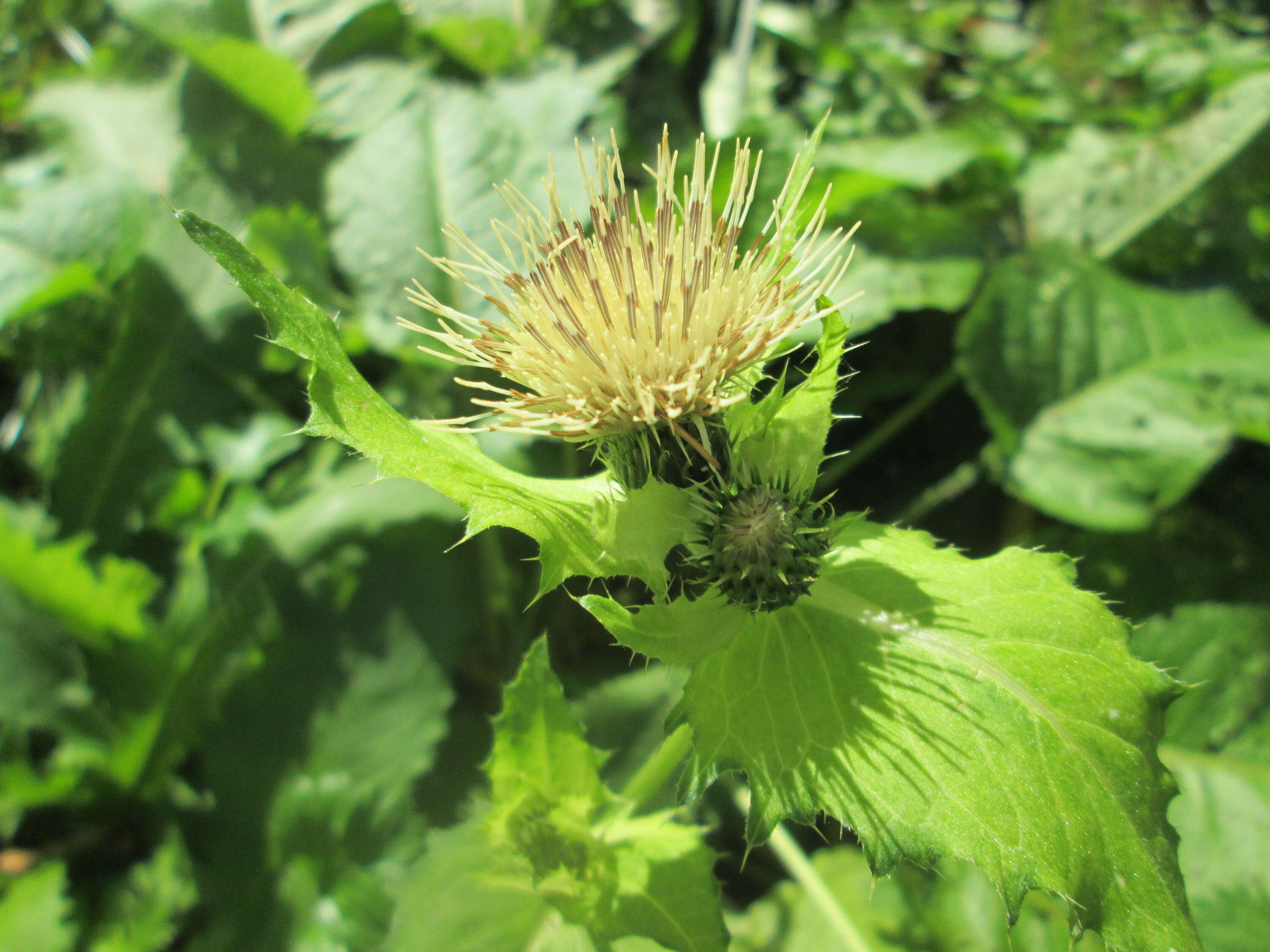 Image of Cabbage Thistle