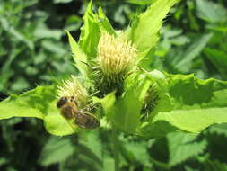 Image of Cabbage Thistle