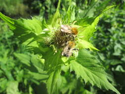 Image of Cabbage Thistle