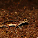 Image of Scaly Gecko