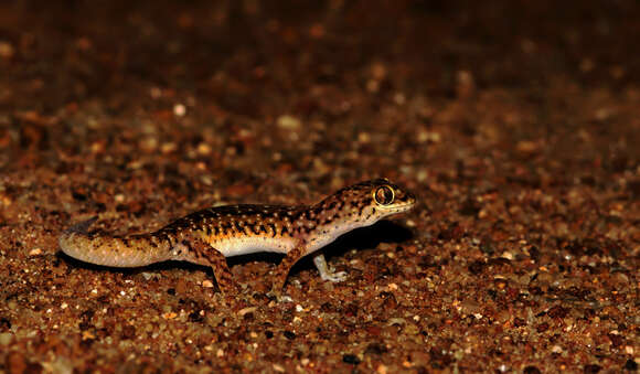 Imagem de Hemidactylus scabriceps (Annandale 1906)