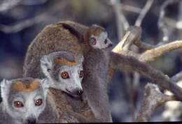 Image of Crowned Lemur