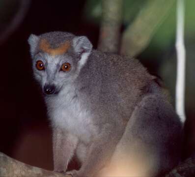 Image of Crowned Lemur