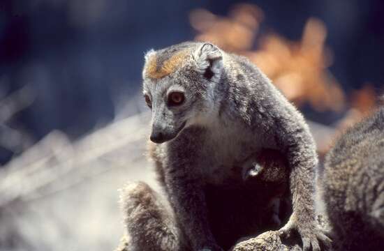 Image of Crowned Lemur