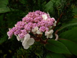 Sivun Hydrangea aspera Buch.-Ham. ex D. Don kuva