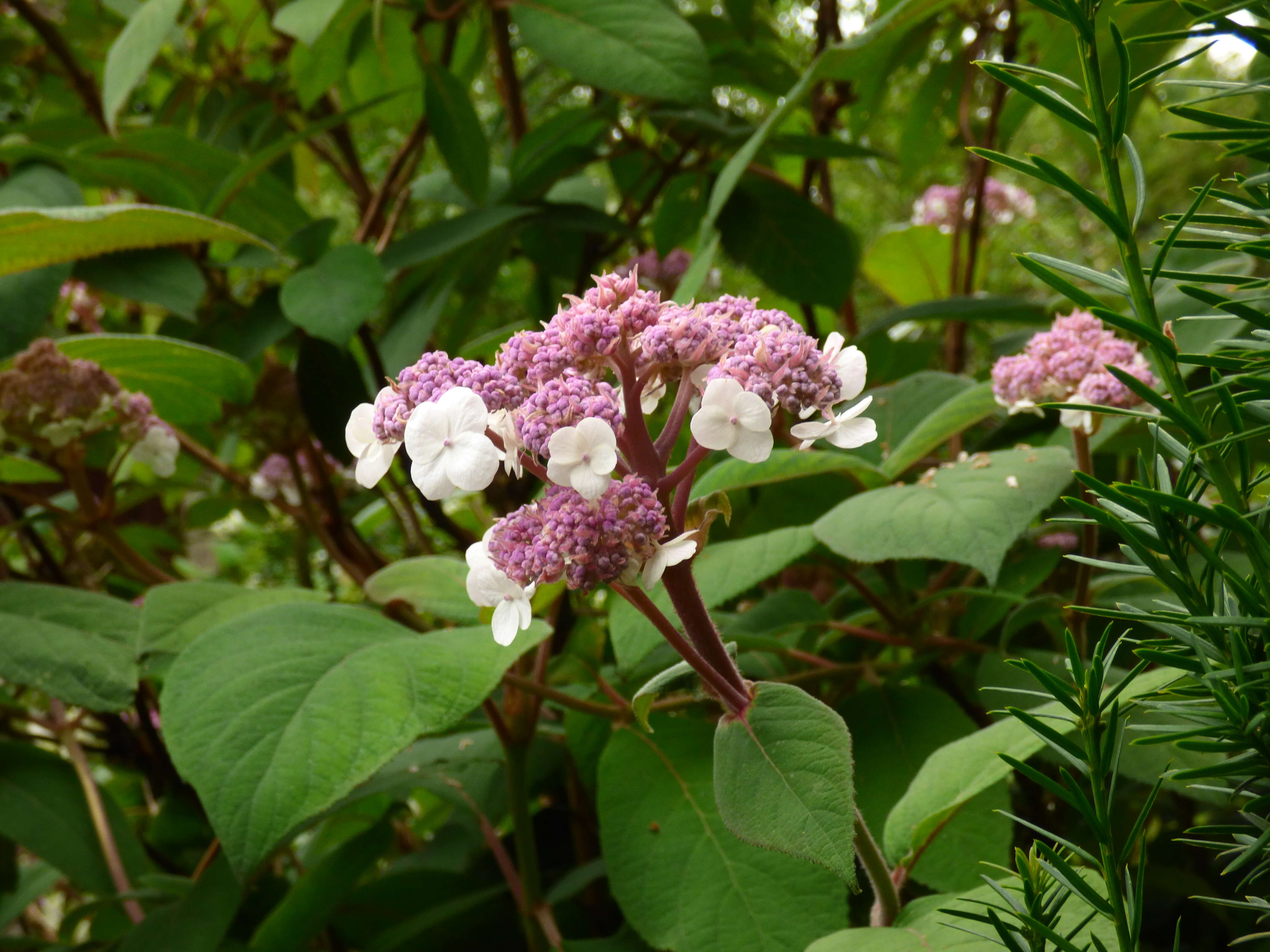 Image of Hydrangea aspera Buch.-Ham. ex D. Don