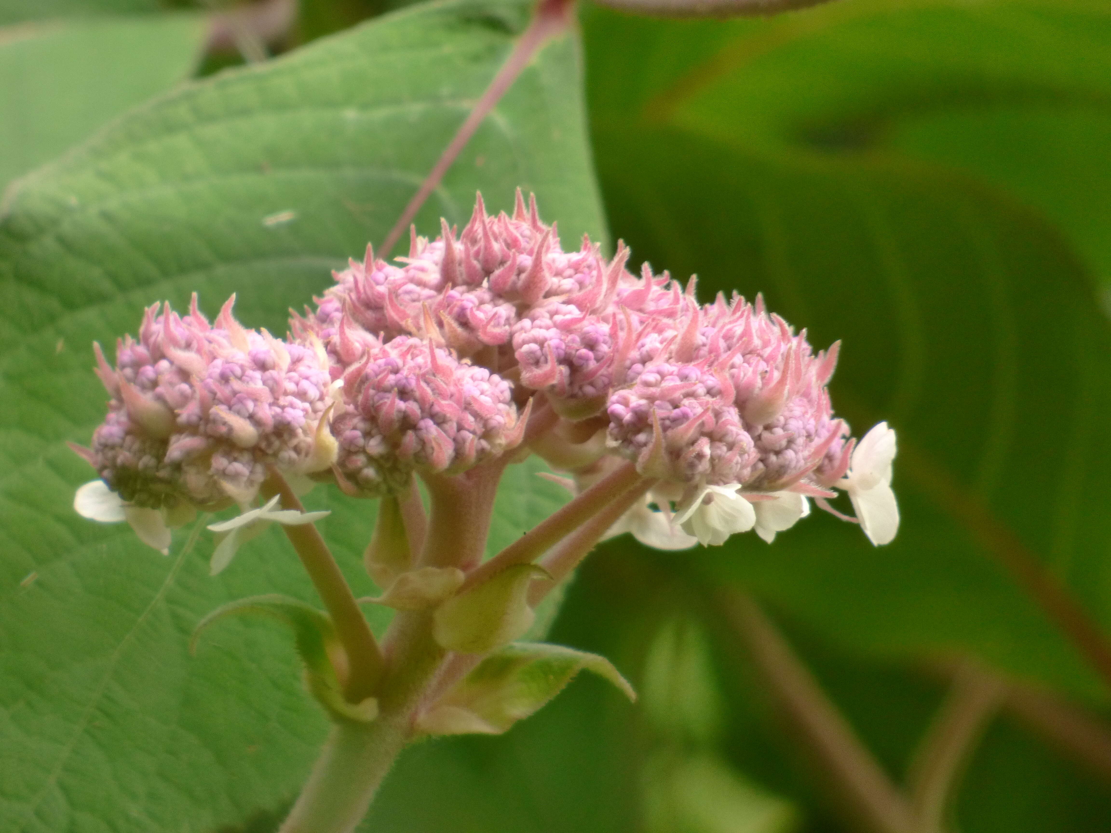 Image of Hydrangea aspera Buch.-Ham. ex D. Don