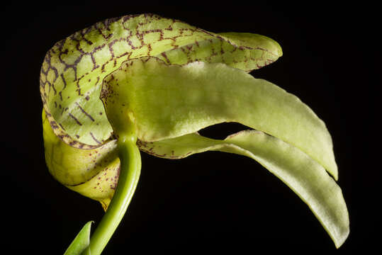 Image of Bulbophyllum arfakianum Kraenzl.