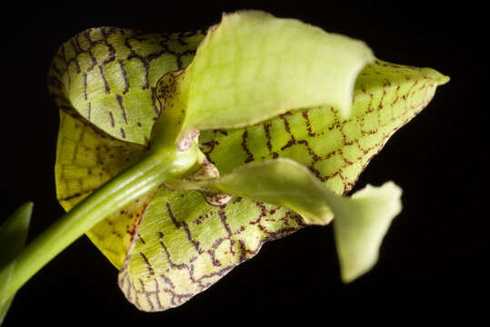 Image of Bulbophyllum arfakianum Kraenzl.